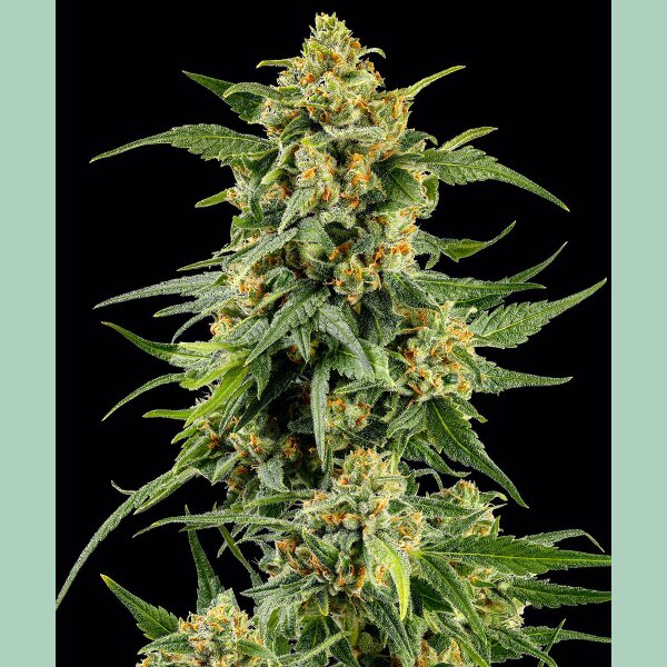 Barneys Farm Skunk #1 Fem 3St.