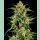 Barneys Farm Skunk #1 Fem 3St.
