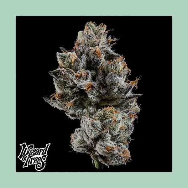 Wizard Trees Cali Tings Fem 3St.
