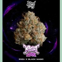 Wizard Trees Night Ritual Fem 3 St.