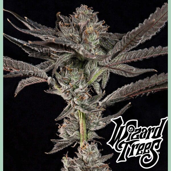 Wizard Tree Propa Candy Fem 3St.