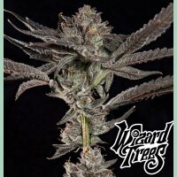 Wizard Tree Propa Candy Fem 3St.