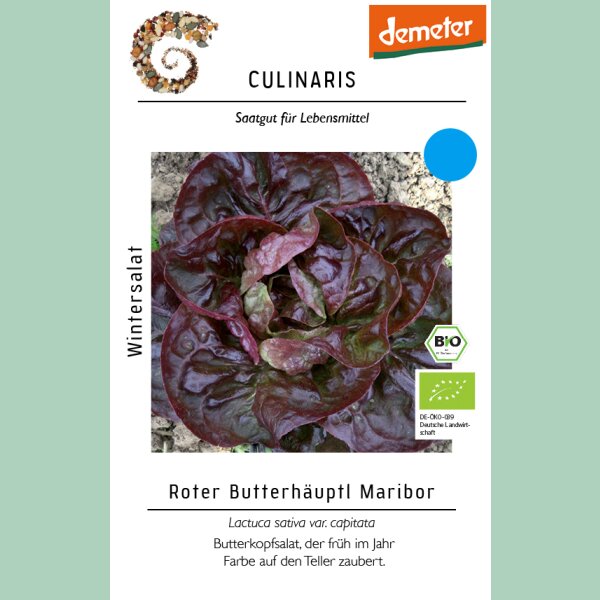 Wintersalat Roter Butterhäuptl Maribor