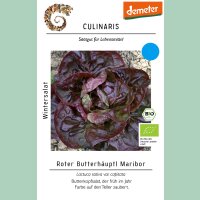 Wintersalat Roter Butterhäuptl Maribor