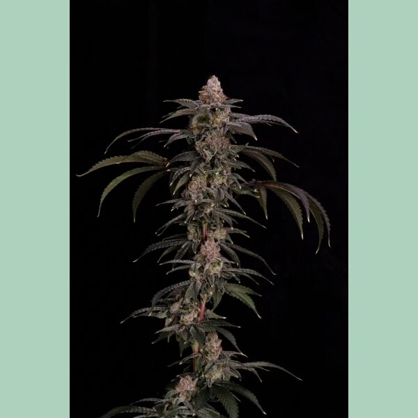 Cipher Genetics Black Baretta Fem 3St.