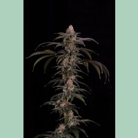 Cipher Genetics Black Baretta Fem 3St.