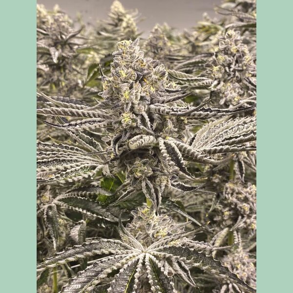 Cipher Genetics Snow Lobster Fem 3St.