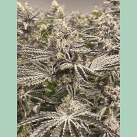Cipher Genetics Snow Lobster Fem 3St.