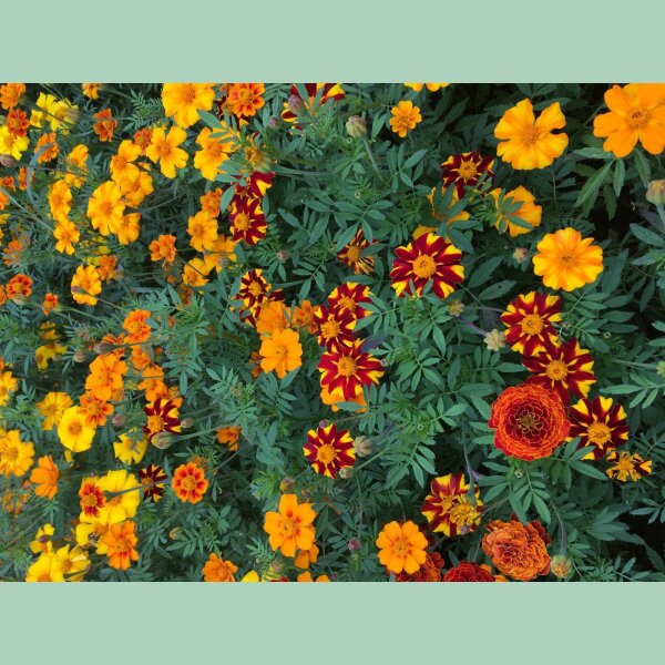 Buntblühende Tagetes Nova