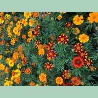 Buntblühende Tagetes Nova