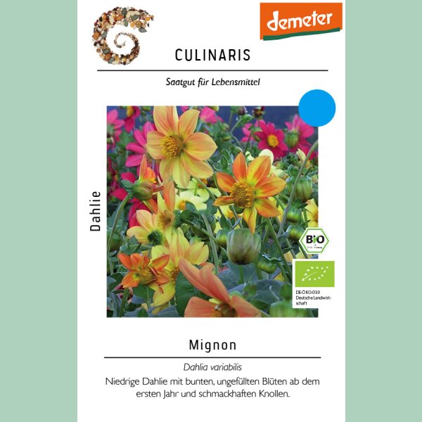Dahlie Mignon