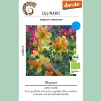 Dahlie Mignon