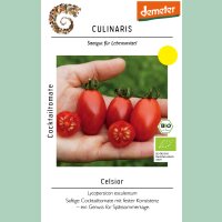 Cocktailtomate Celsior